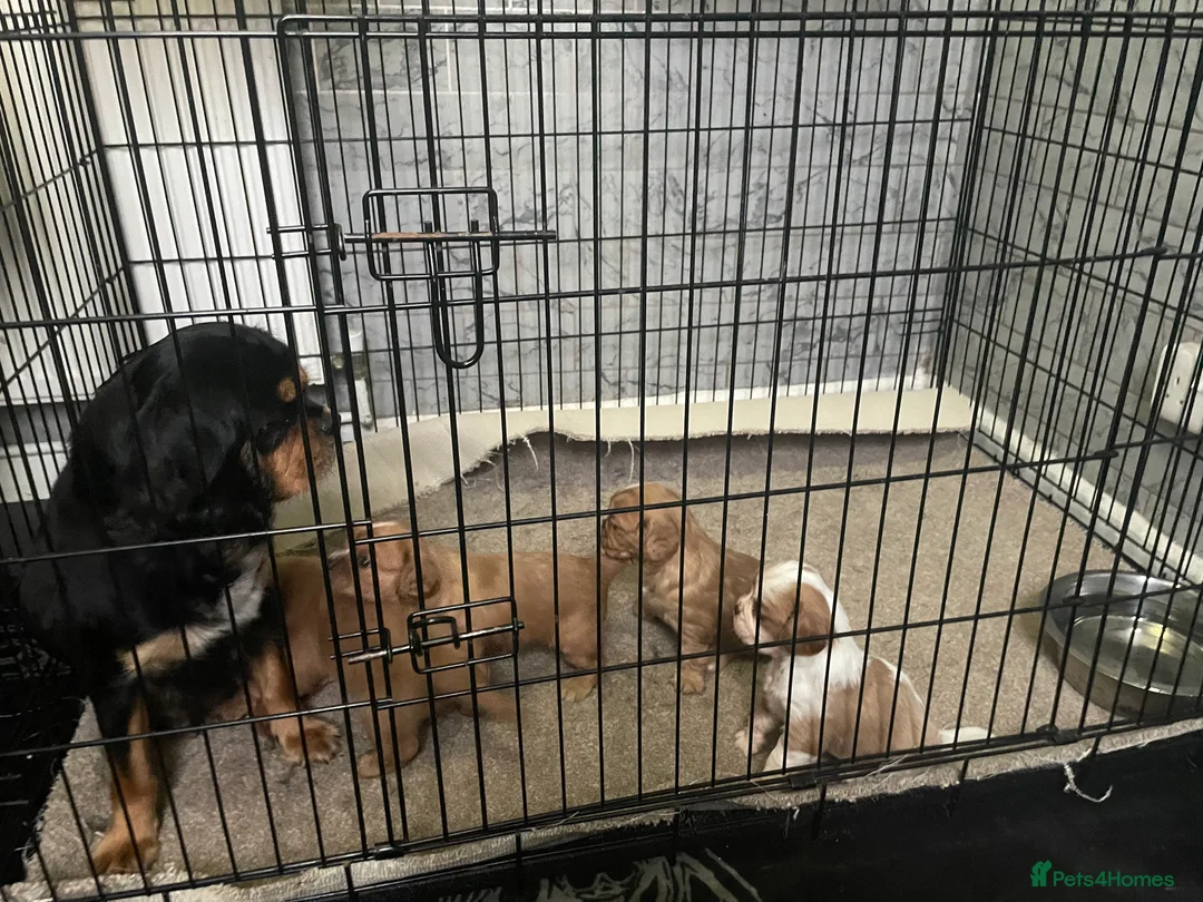Cavalier King Charles Spaniel dogs for sale: Beautiful Cavalier puppies - Advert 6