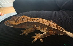 Gecko reptiles for sale: Tri colour crested gecko - Image 1