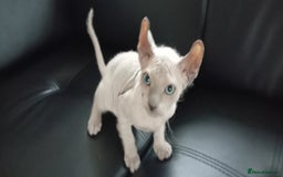 Sphynx cats for sale: 2 MONTHS OLD BLUE EYES SPHYNX PETERBALD - Image 3