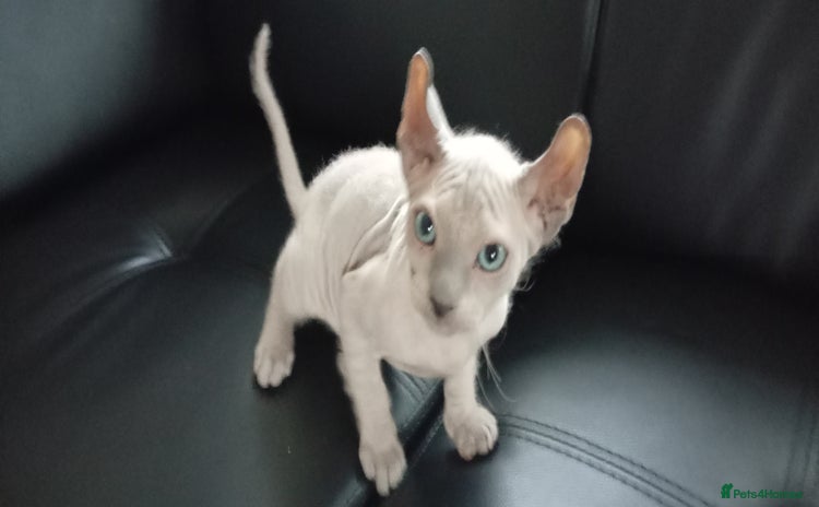 Sphynx cats - Advert 1