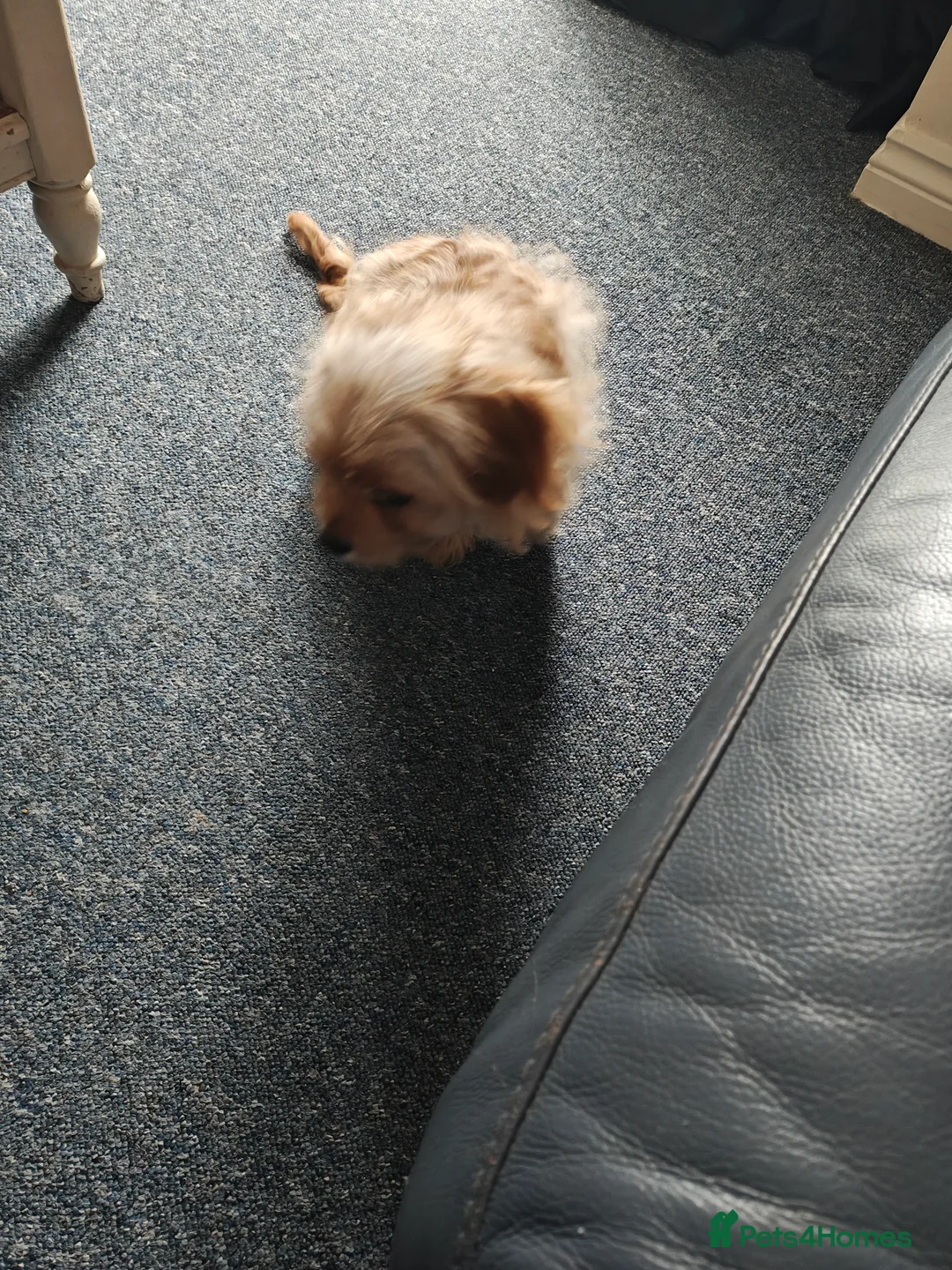 Cavapoo dogs for sale: My owners and me are so sad to do this - Advert 4