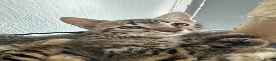 Bengal Kitten 2