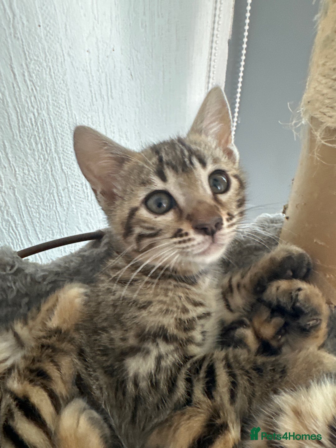 Bengal cats for sale: Bengal kittens  - Image 7