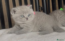 British Shorthair cats for sale: Absolutely beautiful BSH kittens  - Image 31
