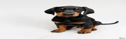 Dobermann dogs for sale: DOBERMAN PUPS CHAMPION BLOODLINES FULLY HEALTH   - Advert 1