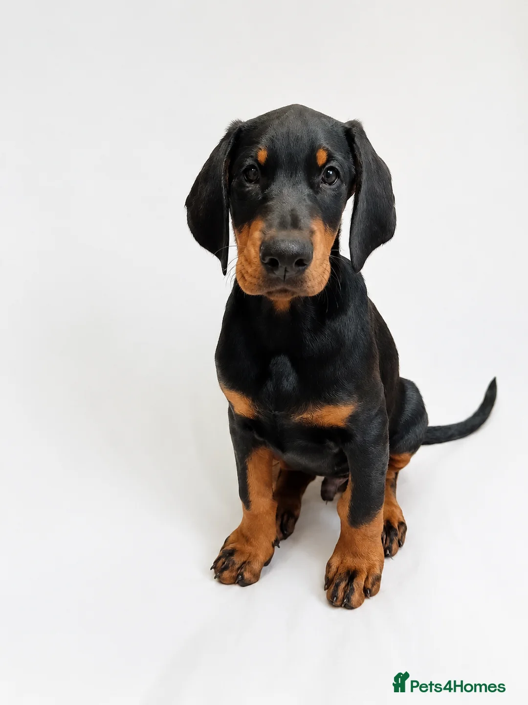 Dobermann dogs for sale: DOBERMAN PUPS CHAMPION BLOODLINES FULLY HEALTH   - Advert 1