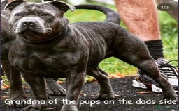 Staffordshire Bull Terrier dogs for sale: KC CHAMPION LINES STAFFORDSHIRE BULL TERRIER PUPS  - Image 6