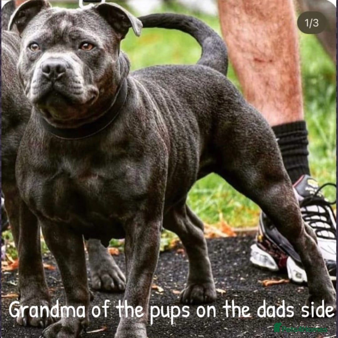 Staffordshire Bull Terrier dogs for sale: KC CHAMPION LINES STAFFORDSHIRE BULL TERRIER PUPS  - Image 6