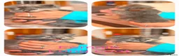 Mixed Breed cats for sale: 8 beautiful kittens long and short haired  - Advert 1