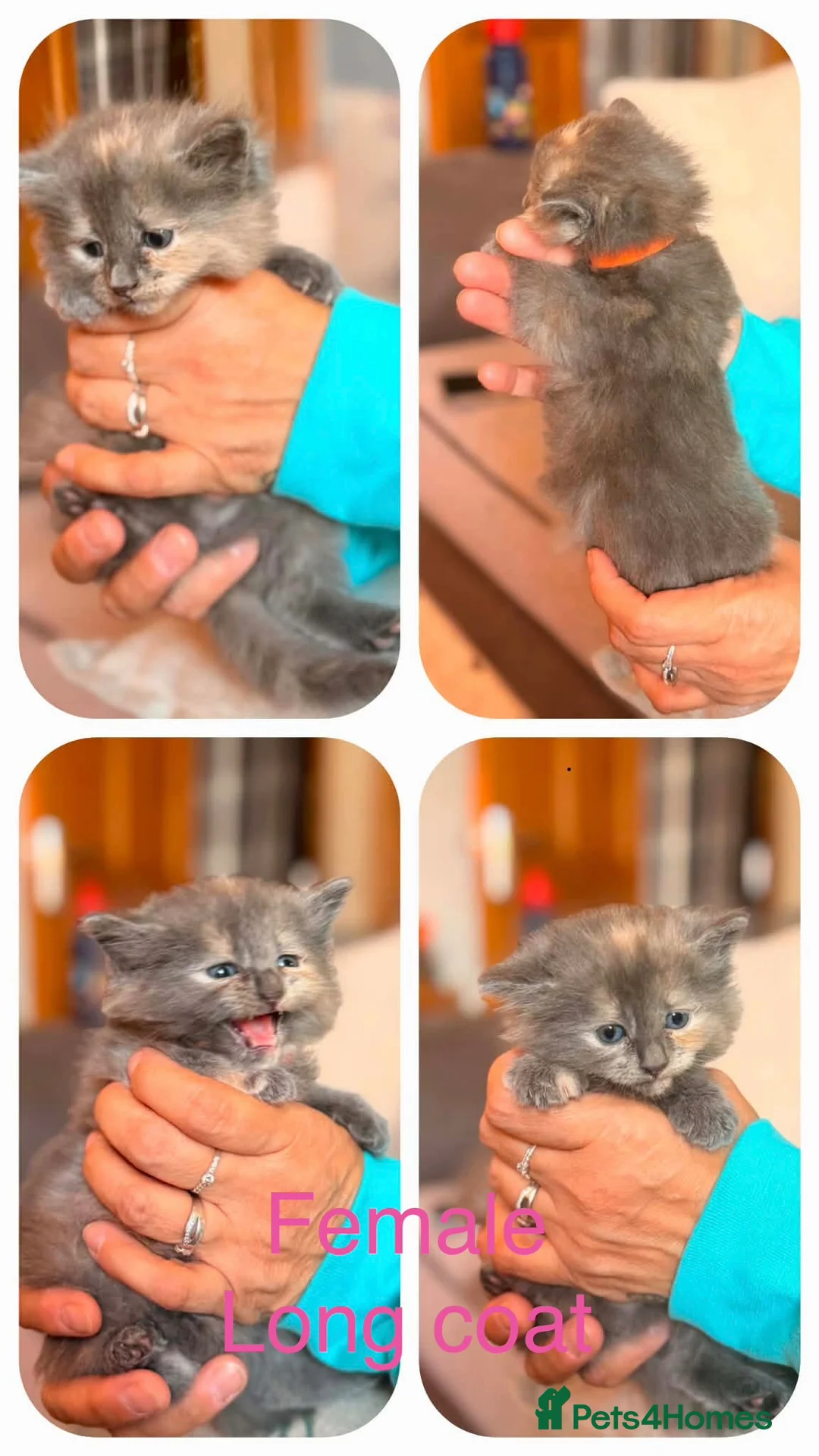 Mixed Breed cats for sale: 8 beautiful kittens long and short haired  - Advert 1