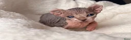 Sphynx cats for sale: ✨ tiny Canadian Sphynx elves ✨ - Advert 11