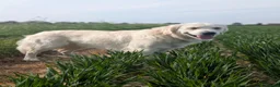Golden Retriever dogs for sale: Bonnie  in Ipswich - Advert 4