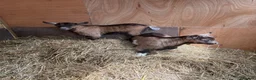 Goats livestock for sale: Purebred Pygmy goat kids  - Advert 6