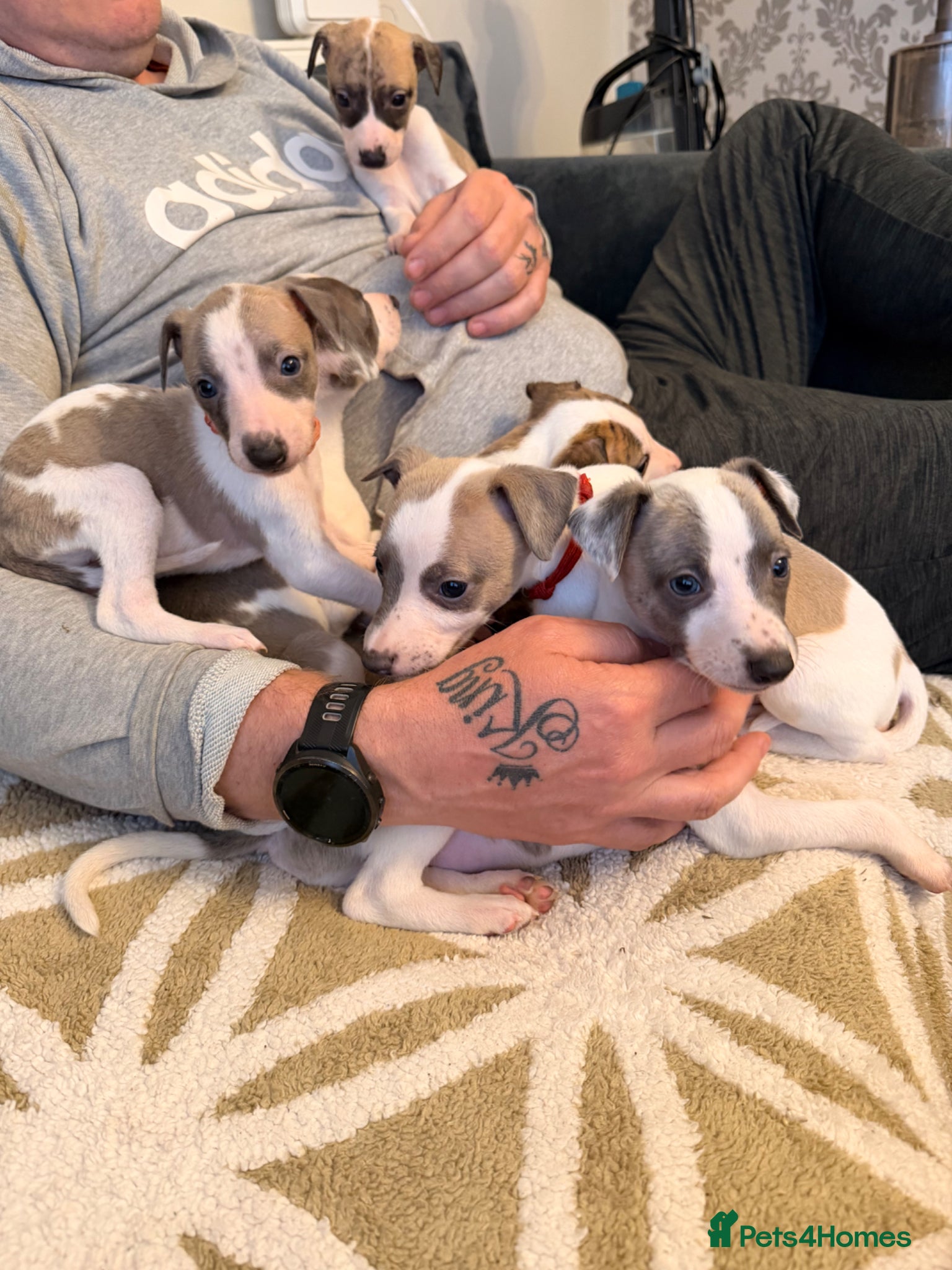 Whippet dogs Whippet puppies  - Advert 17