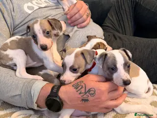 Whippet dogs Whippet puppies - Advert 17