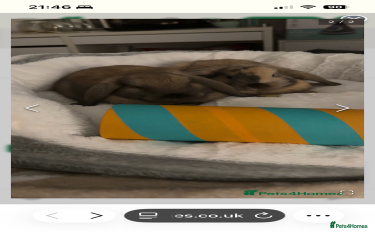 French Lop rabbits - Advert 2