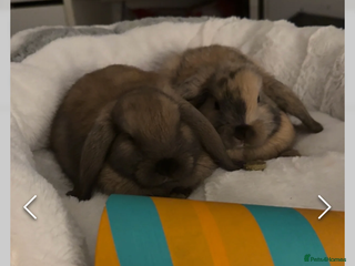 French Lop rabbits 8 week old lop girls - Advert 3