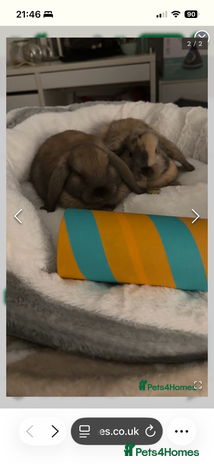 French Lop rabbits - Advert 1