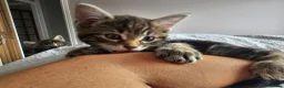 Maine Coon cats for sale: Maine Coon X kittens - Advert 21