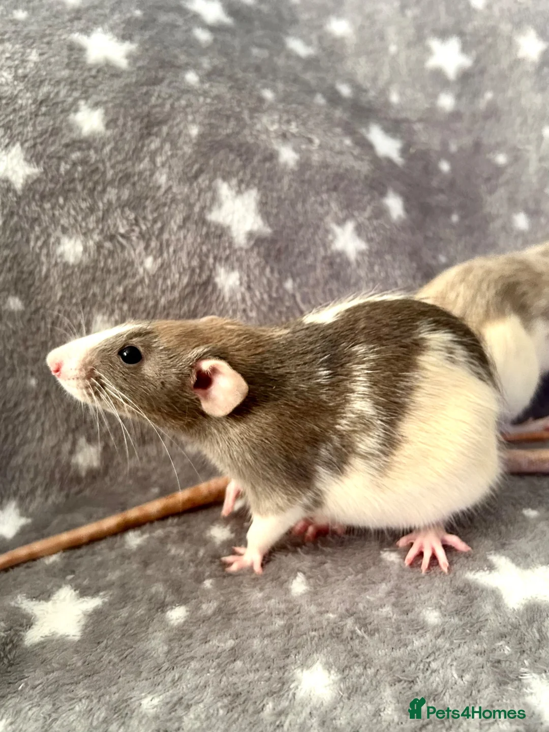 Rat rodents for sale: Older Dumbo Rats 5+months Male and Female  - Advert 2