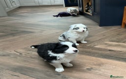 Border Collie dogs for sale: Stunning Border Collie Pups  - Image 5