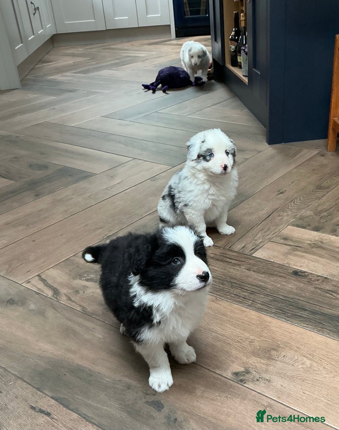 Border Collie dogs for sale: Stunning Border Collie Pups  - Image 5