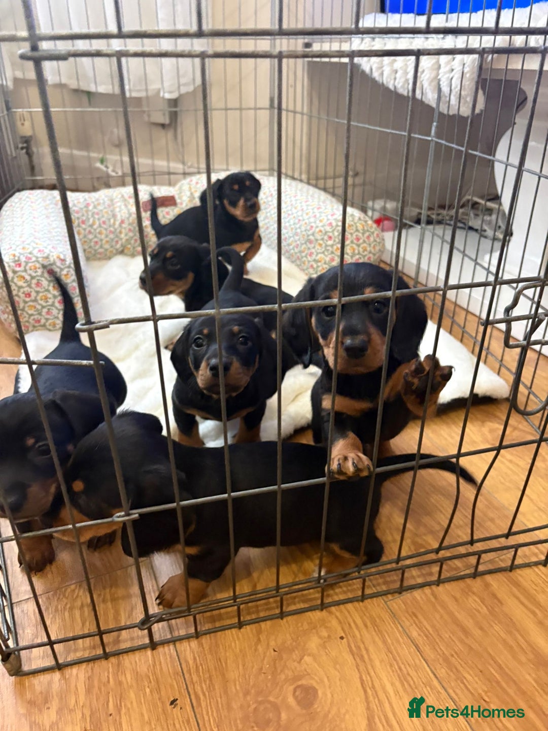 Dachshund dogs for sale: 6 beautiful dachshund puppies for sale 800 - Advert 2