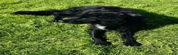 Mixed Breed dogs for sale: Sprocker young dog for sale  in Burton-on-Trent - Advert 2