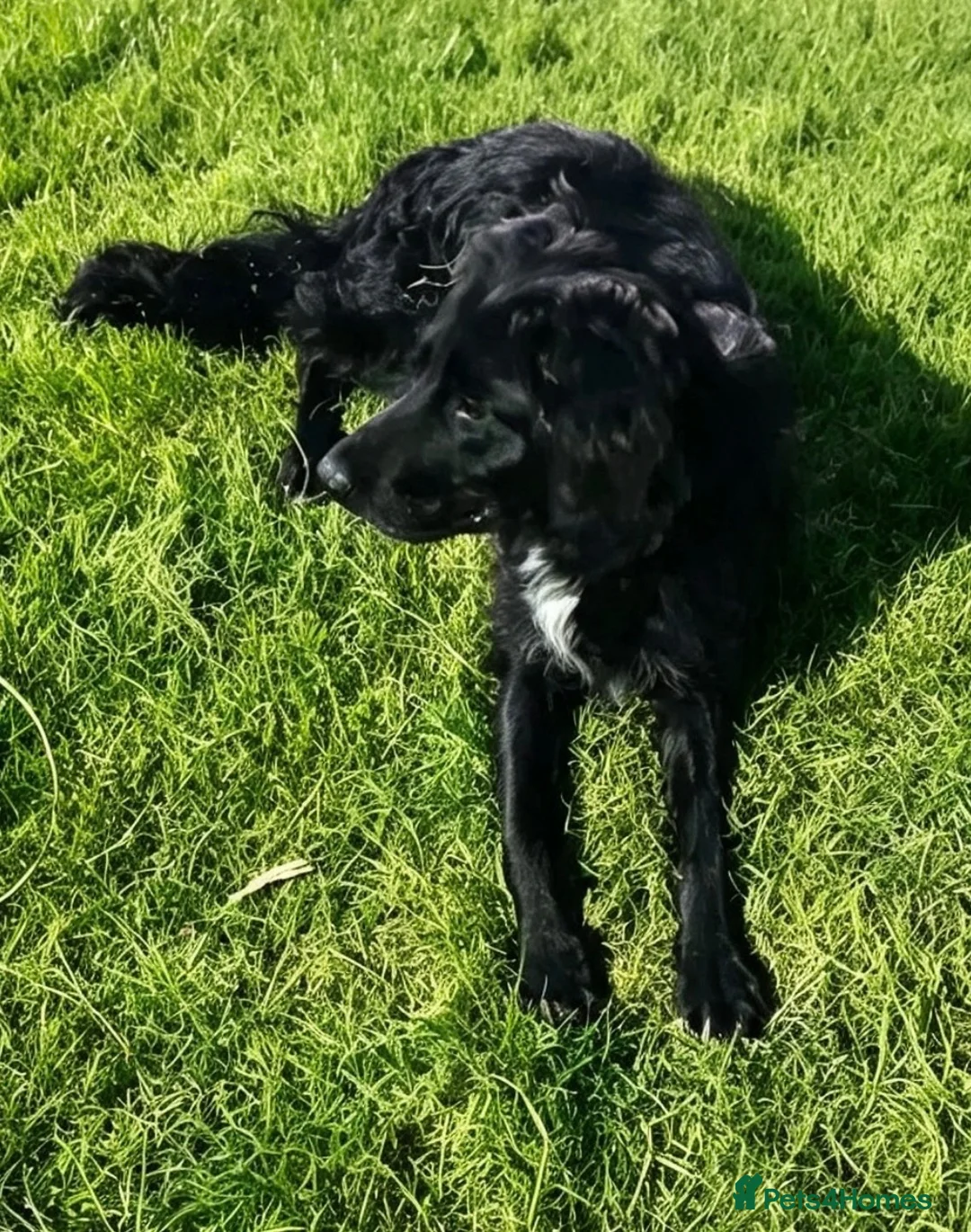 Mixed Breed dogs for sale: Sprocker young dog for sale  in Burton-on-Trent - Advert 2
