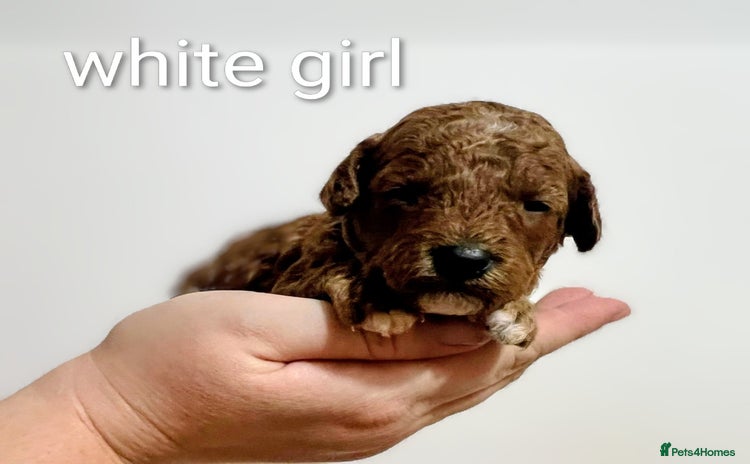 Miniature Poodle dogs - Advert 3