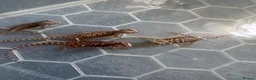 Bearded Dragon reptiles for sale: Friendly baby dragons - Advert 9
