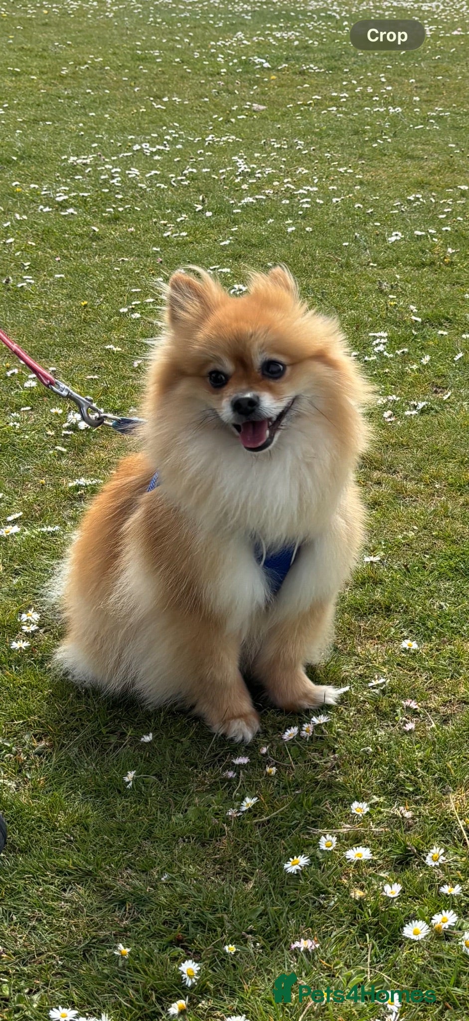 Pomeranian dogs Pomeranian - Advert 10