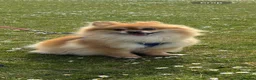 Pomeranian dogs for sale: Pomeranian in Whitehaven - Advert 1