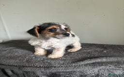 Jack Russell dogs for sale: Jack Russell puppy’s  - Image 3