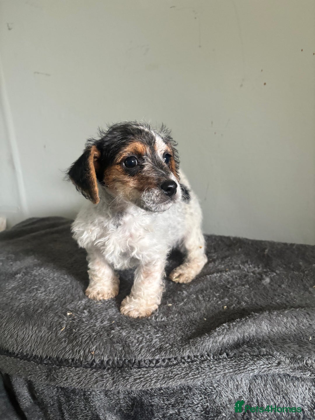 Jack Russell dogs for sale: Jack Russell puppy’s  - Image 3