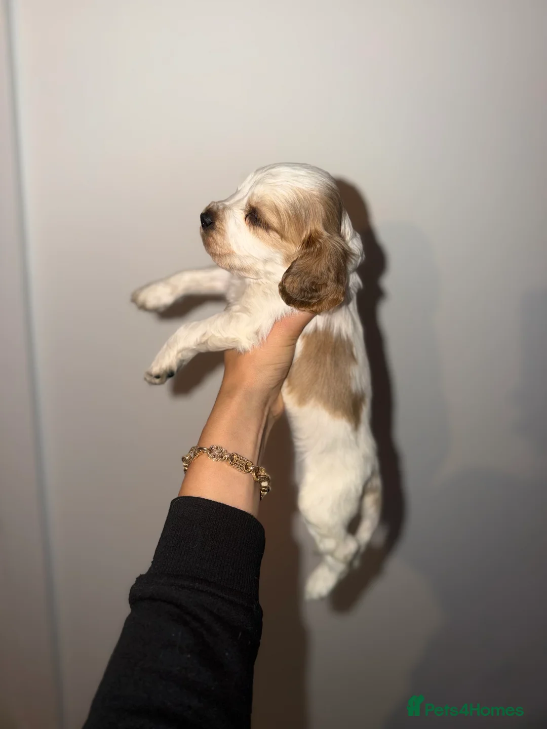Cocker Spaniel dogs for sale: Showtype Cocker spaniel pups KC registered  - Advert 2