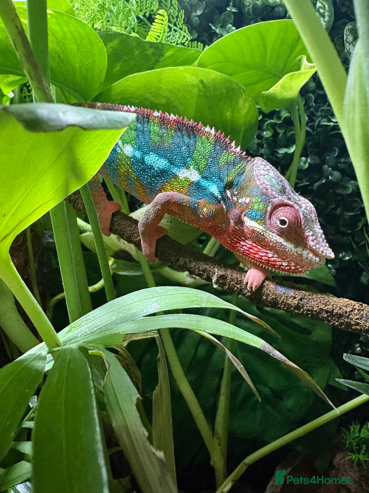 Chameleon reptiles Ambilobe chameleon  - Advert 1