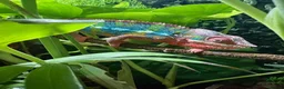 Chameleon reptiles for sale: Ambilobe chameleon  in Bristol - Advert 1