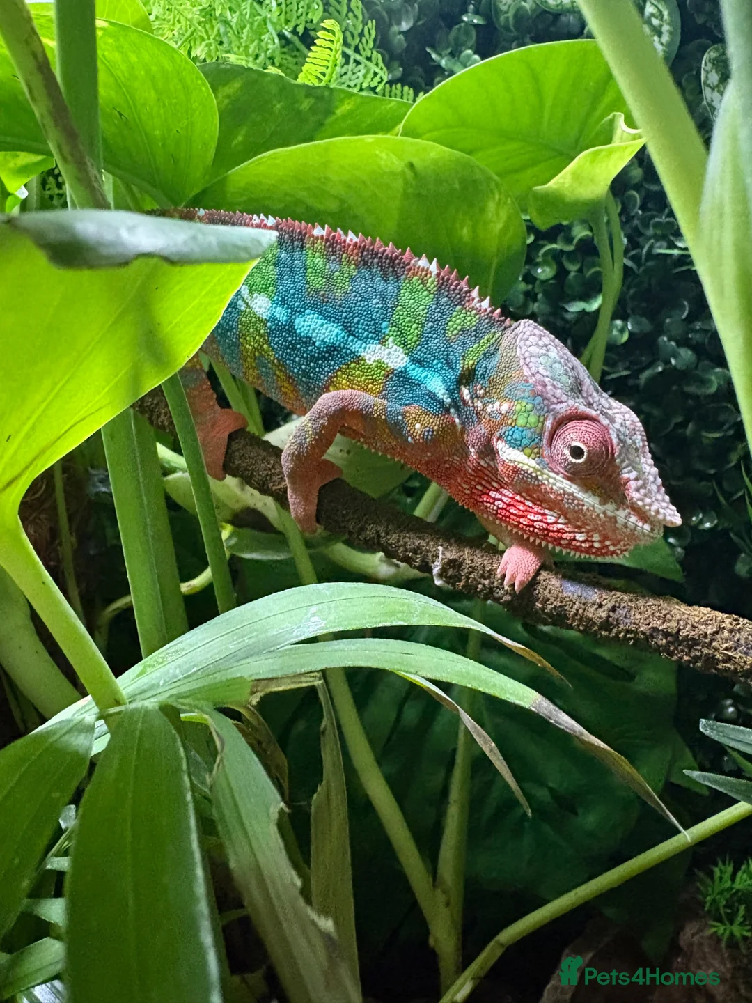 Chameleon reptiles for sale: Ambilobe chameleon  in Bristol - Advert 1