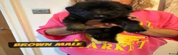 Mixed Breed dogs for sale: German Shepherd Caucasian Shepherd Swiss Shepherd - Advert 12
