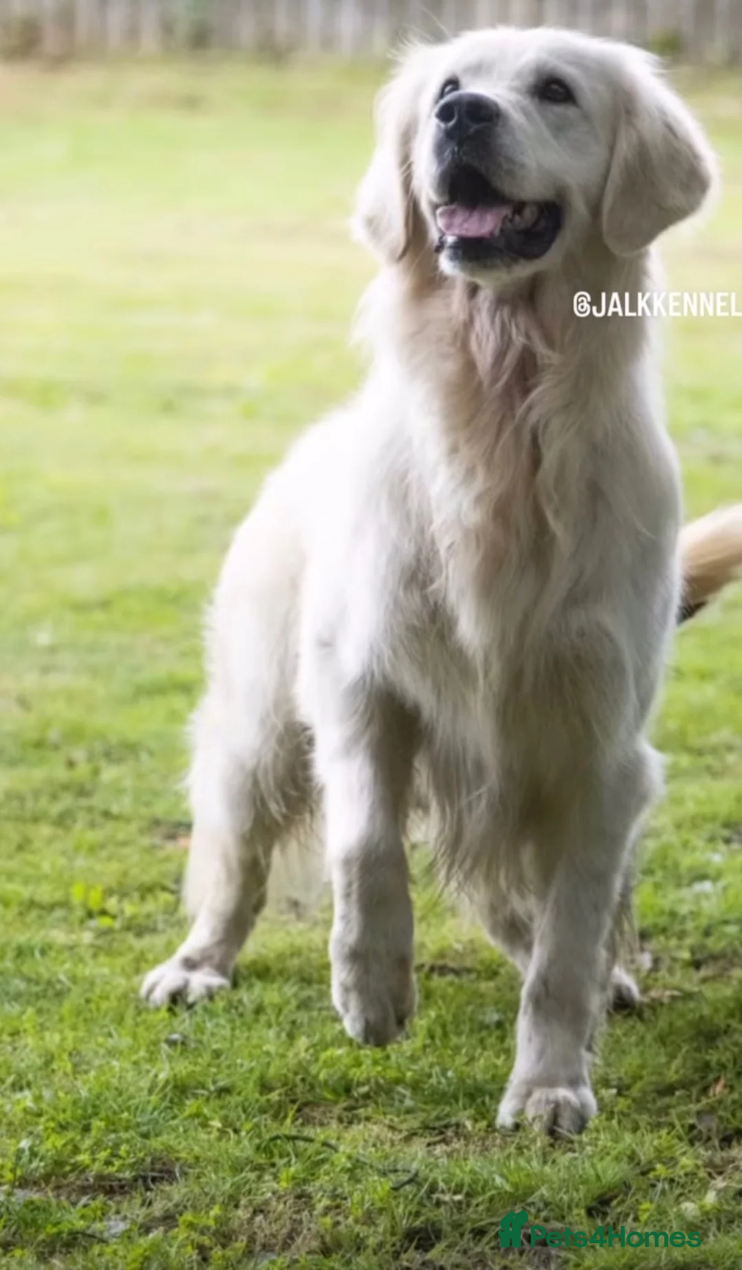 Golden Retriever dogs for sale: *NEW LITTER* GOLDEN PUPPIES! OPEN FOR RESERVATION! - Advert 6