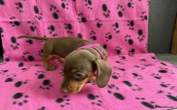 Miniature Dachshund dogs for sale: Gorgeous miniature dachshund puppies - Image 15