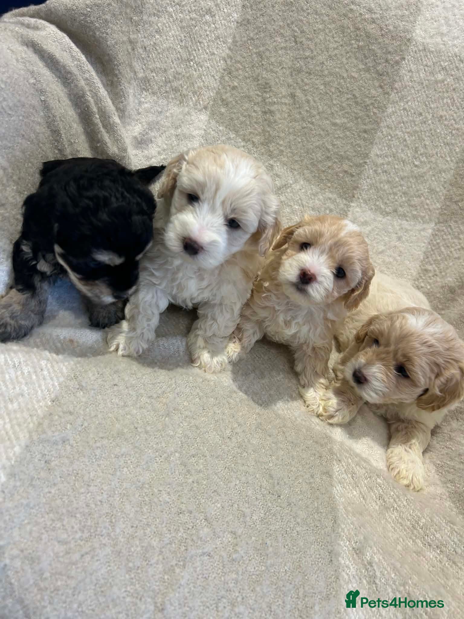 Maltipoo dogs Stunning Maltipoo Puppies - Advert 14