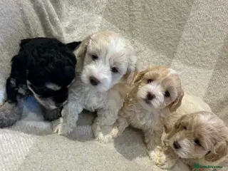 Maltipoo dogs Stunning Maltipoo Puppies - Advert 14