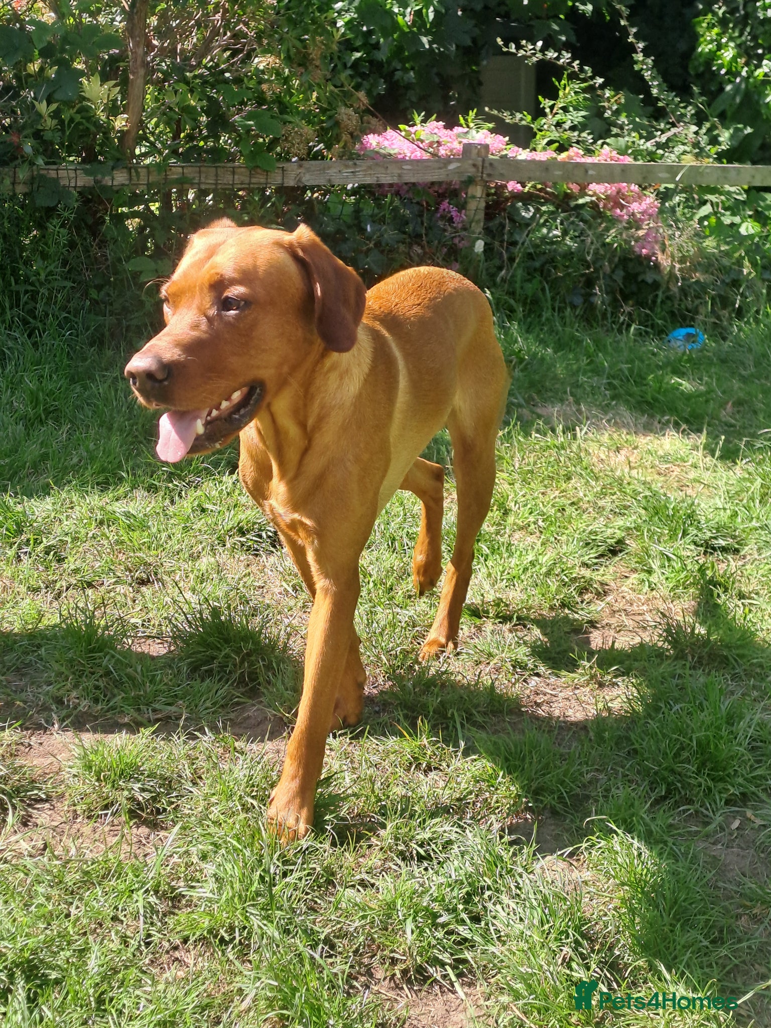Labrador Retriever dogs for stud: STUD ONLY - Male fox red labrador retriever  - Advert 9