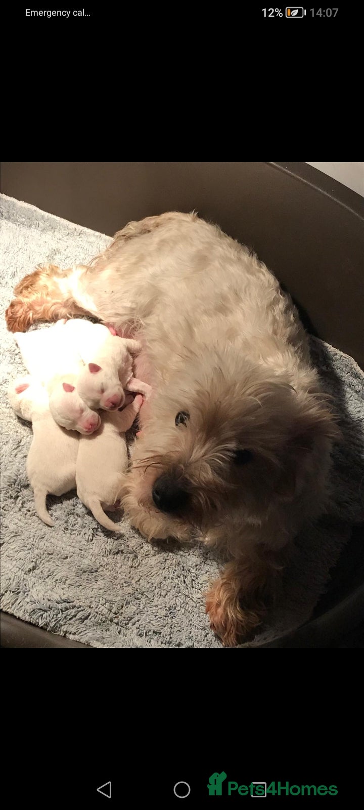 West Highland Terrier dogs Gorgeous kc bestie pups - Advert 5