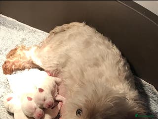 West Highland Terrier dogs Gorgeous kc westie pups - Advert 5