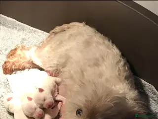 West Highland Terrier dogs Gorgeous kc westie pups - Advert 1