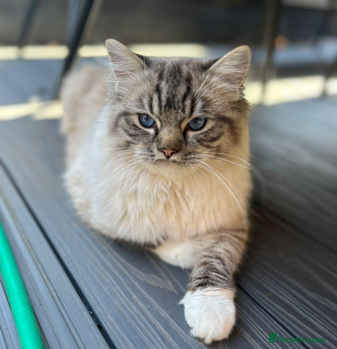 Ragdoll cats for sale: Stunning Ragdoll Kittens - Image 7