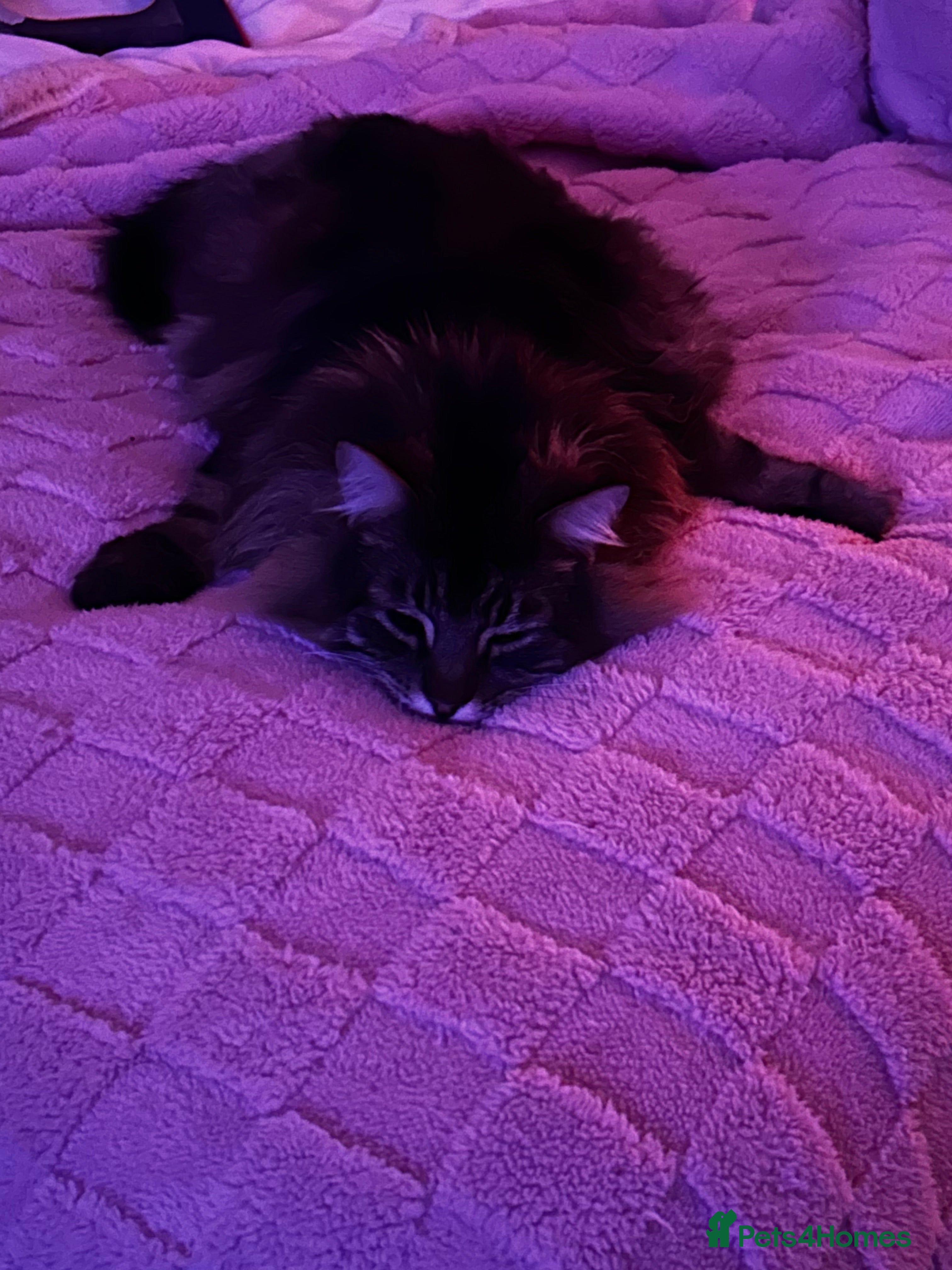 Ragdoll cats Rare black ragdoll and Maine coon cross age 5 - Advert 2